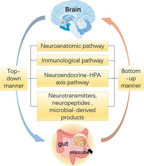 File Gut Brain Microbiome Axis Webp Physiopedia