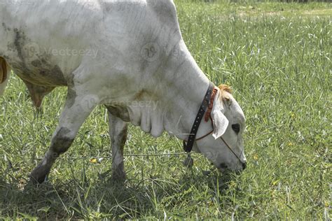 Vacas Brancas Que S O Abatidas Nos Campos Tropicais As Vacas Est O