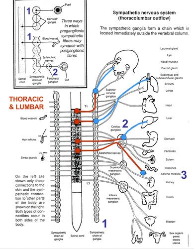sympathetic NS Flashcards | Quizlet