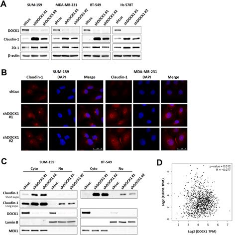 Knockdown Of Dock Up Regulates The Expression Of Claudin In