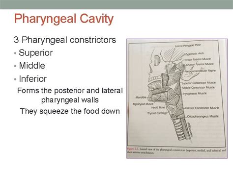 Anatomy And Physiology Of Normal Deglutition Anatomic Structures