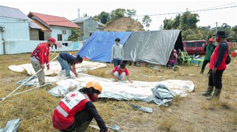 Bantu Korban Gempa Di Mamuju Pmi Dirikan Tenda Pengungsian