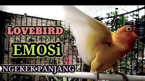 Power Emosi Lovebird Fighter Menaikan Durasi Lovebird Ngekek Panjang