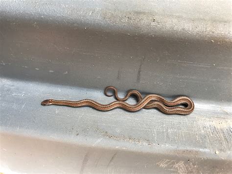 Minnesota Seasons Red Bellied Snake