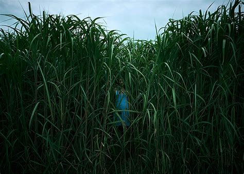 Movie Review In The Tall Grass Titan Times