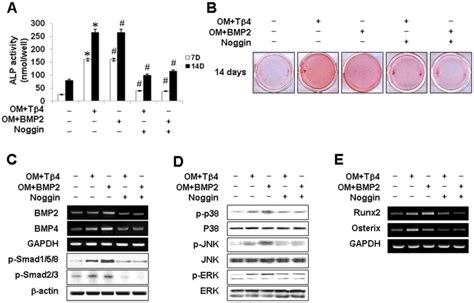 A C Cells Were Pretreated With Noggin 1 µm For 1 H Then Incubated Download Scientific