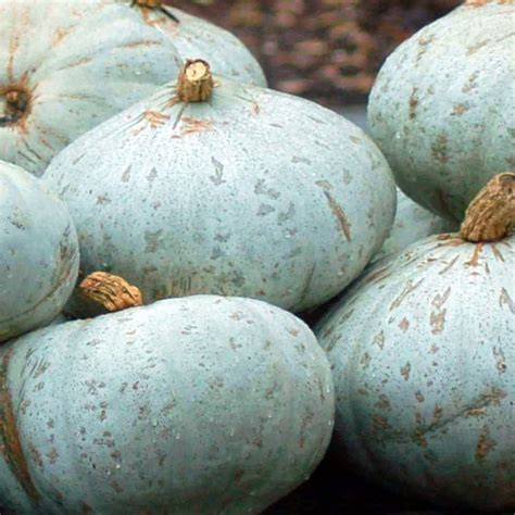 Seeds For Sweet Meat Winter Squash Cucurbita Maxima Amkha Seed