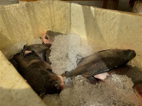 Oito toneladas de pescado apreendido pelo Ibama no PA são doados ao AP