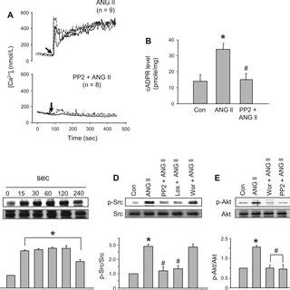 Src Phosphorylation Is Required For Ang Ii Induced Pi Kinase Akt