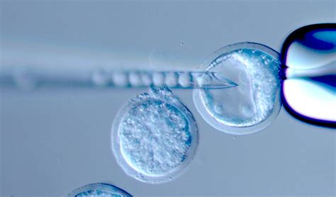 Transgenic Mouse Core Facility Max Planck Institute Of Immunobiology