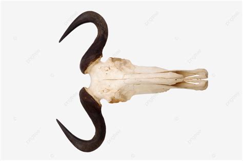 Wildebeest Skull And Horns Isolated Nose Mammalia Hoofed, Cowlike, Hoofed, Skull PNG Transparent ...