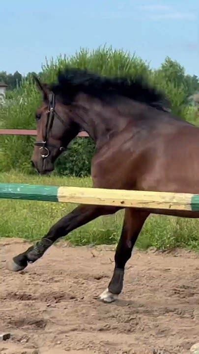 На видео скачет молодая лошадь 🐴 - YouTube