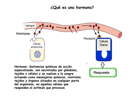 Hormonas Características Tipos E Importancia Cuadro Sinóptico Cuadro Comparativo