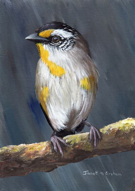 Striated Pardalote By Janet Graham Paintings For Sale Bluethumb