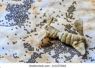 Silkworm Hatching Images Stock Photos Vectors Shutterstock