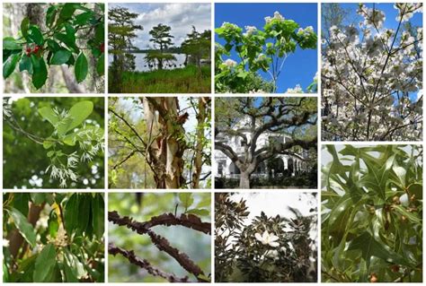 11 Trees Of North Florida To Grow Or Admire In The Wild