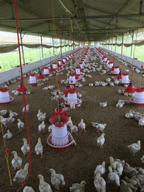 Broiler Chicken Poultry Farm House Stock Photo Image Of Broiler