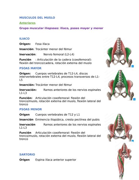 Muslo Tabla De Musculos Musculos Del Muslo Anteriores Grupo