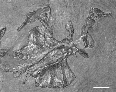 Tanystropheus Longobardicus Pimuz T Fronto Parietal Plate In