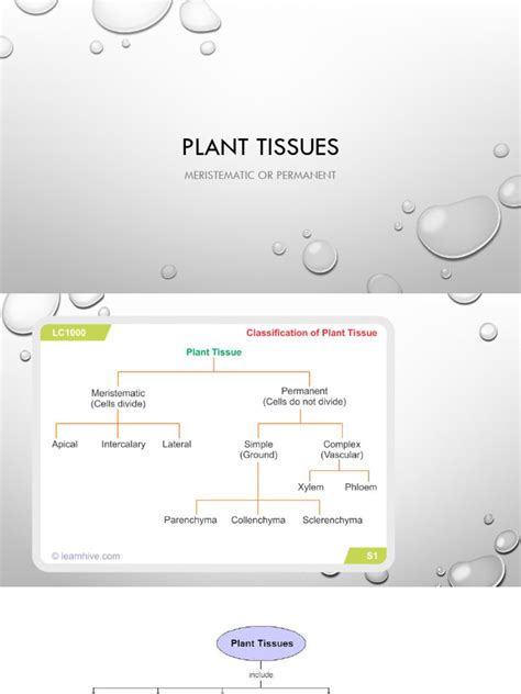 plant  animal tissues  epithelium tissue biology