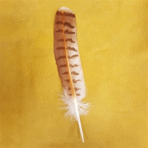 Hawk Feathers – Hand Painted | Inner Circle Trade Company