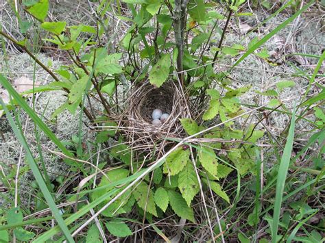 Blue Jay Barrens: Field Sparrow Nest