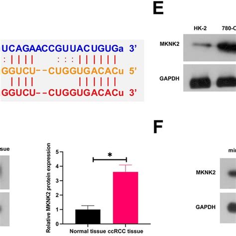 A Targeting Relationship Between Mir 216a 3p And Mknk2 Rip Screening