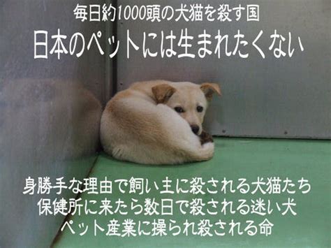 犬 の 殺 処分