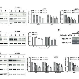 Shikonin Down Regulated Protein Levels And Inhibited Enzymatic