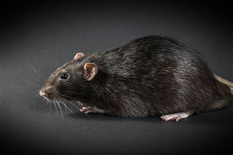 Rat facts