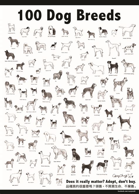 100 Dog breeds - Casey sushi illustration