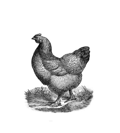 Clipart Vintage Chicken Free Stock Photo Public Domain Pictures