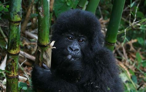 Gorilla Trekking Discovery Journeys Wildlife Safari Adventures