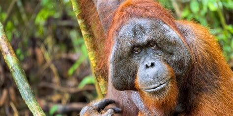 A Guide To The Orangutans Sanctuaries In Borneo