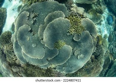 21,527 The Coral Triangle Images, Stock Photos & Vectors | Shutterstock