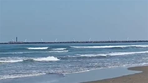 Aparece Delfín Muerto En Playas De Coatzacoalcos N