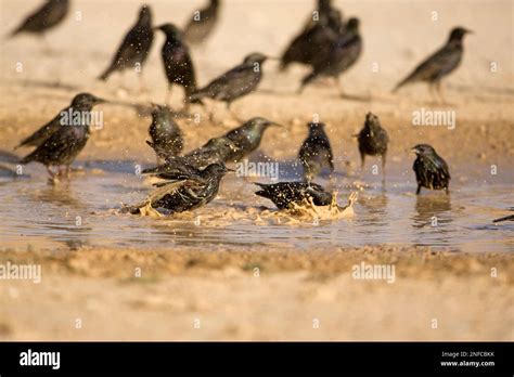 large flock in of Common starling Stock Photo - Alamy