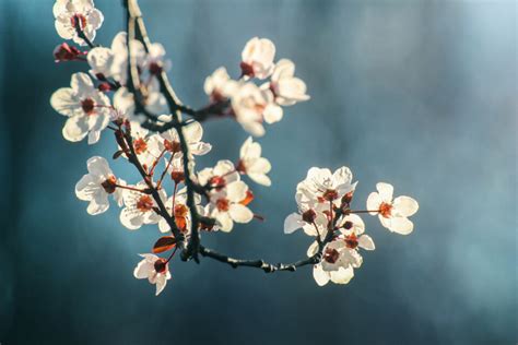 Floração da Ameixeira de jardim Prunus cerasifera Arca de Darwin