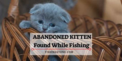 Abandoned Kitten Found While Fishing And Fell In Love Fishingstone