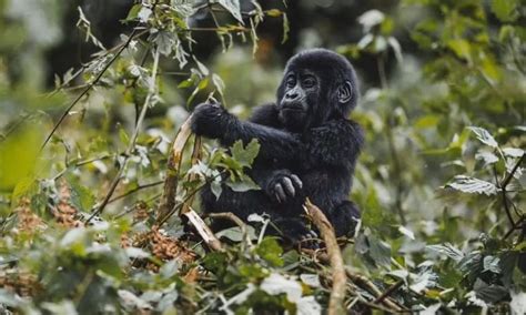 Best Of 5 Days Uganda Primate Safaris For Self Drive Tour