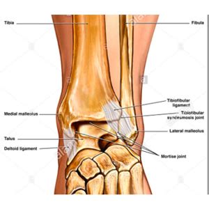 Best Ankle Arthroscopy Surgeons in Mumbai, Best Ankle Arthroscopy ...