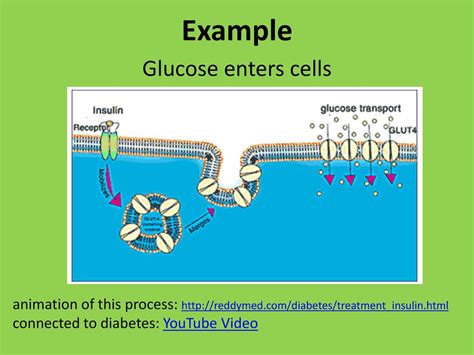 Facilitated Diffusion Animation