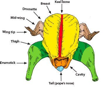 Turkey Anatomy Diagram - Anatomical Charts & Posters