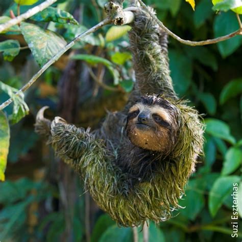 4. Sloth Biology - The Sloth Conservation Foundation