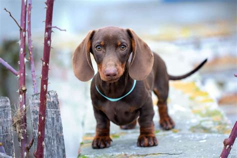 Short Haired Dapple Dachshund