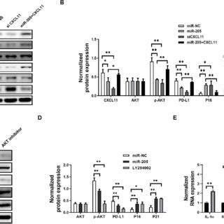 Mir P Inducing Senescence Of Gastric Cancer Cells And Secreting