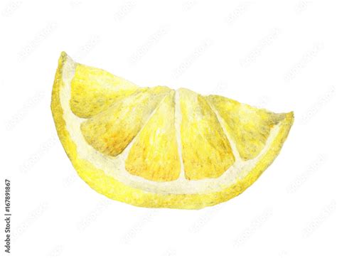 Watercolor Lemon Slice Hand Drawn Illustration Isolated On White