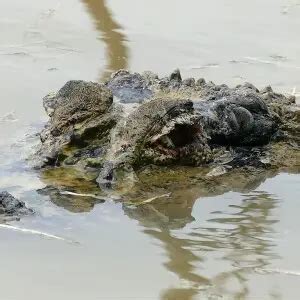 Black Caiman - Facts, Diet, Habitat & Pictures on Animalia.bio