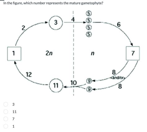 Solved In The Figure Which Number Represents The Mature Chegg