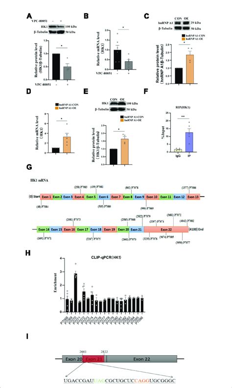 Hnrnp A Regulates Hk Rna A Effects On Hk Expression After